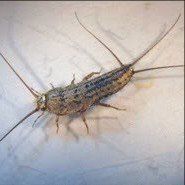 Silverfish