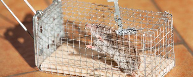 Mouse