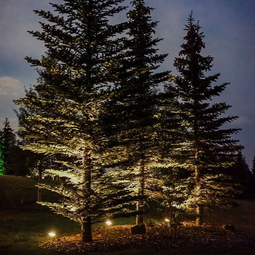 A row of pine trees are lit up at night