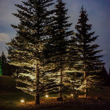 A row of pine trees are lit up at night