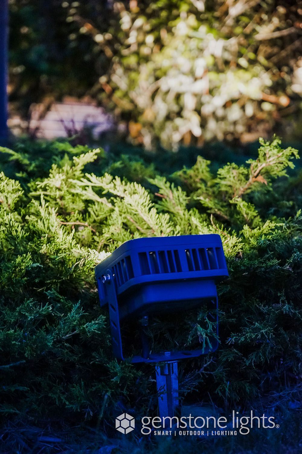 A blue light is sitting in the middle of a bush.