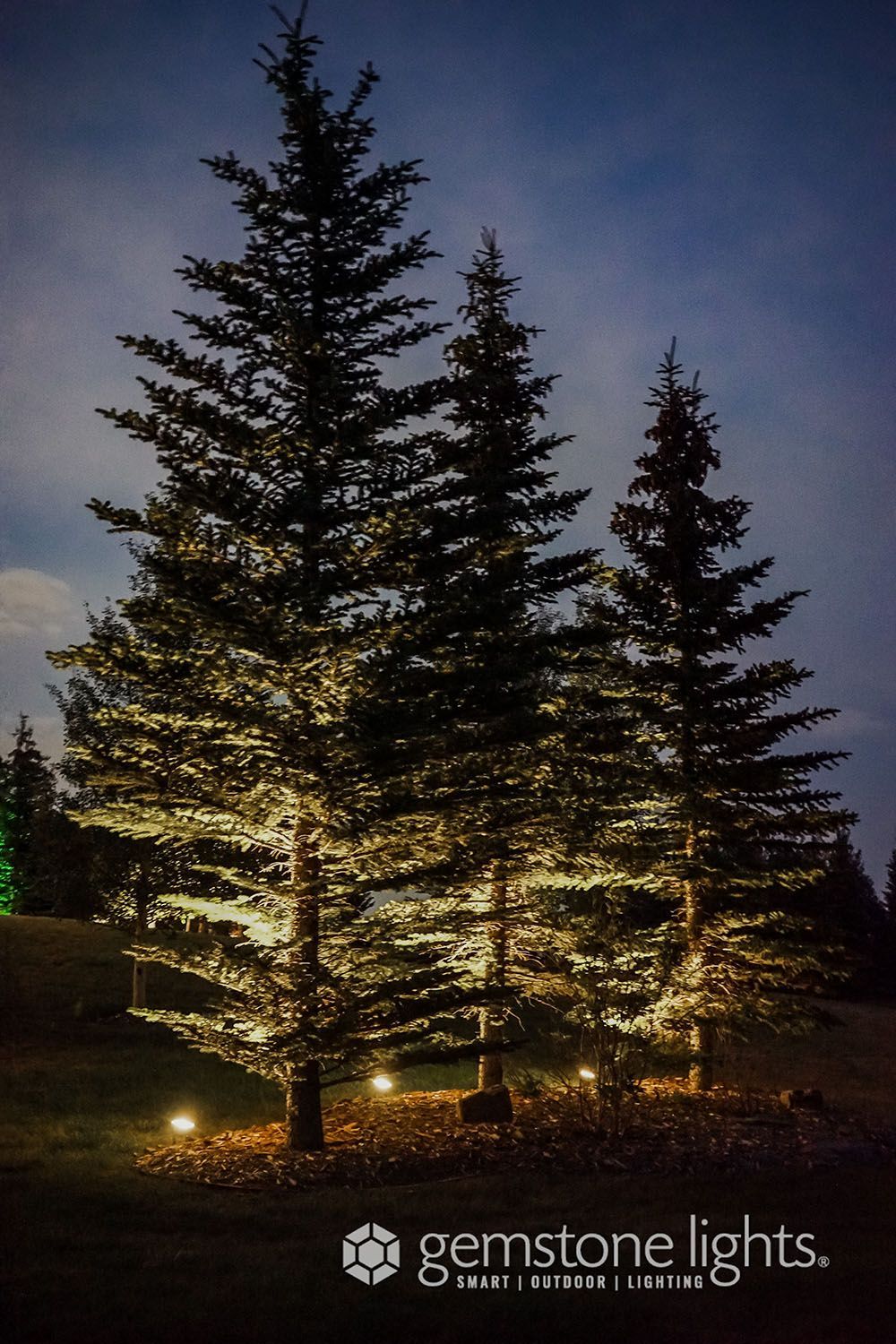 A group of christmas trees are lit up with lights.