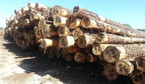 Logs stacked in a pile, cross-sections visible with markings, outdoors on a sunny day.