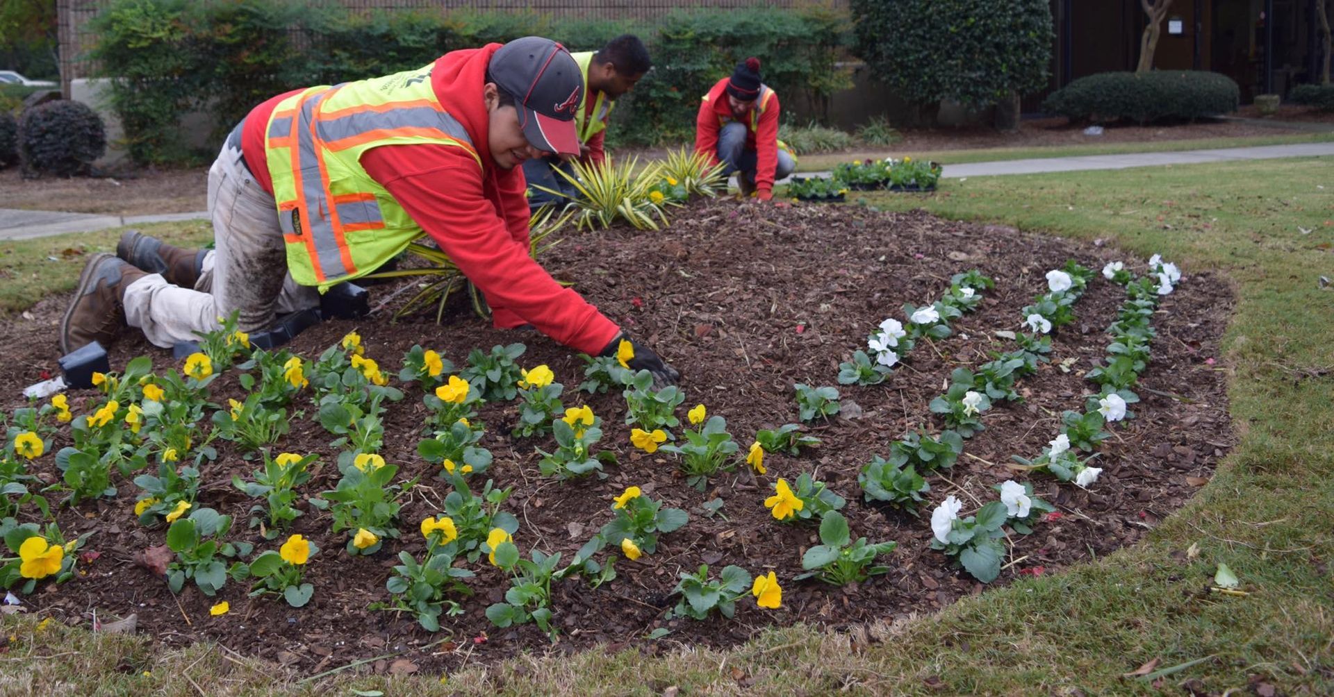 Two men are working in a garden with yellow and white flowers.