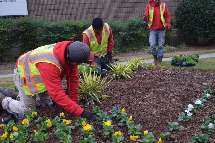 A group of men are planting flowers in a garden.