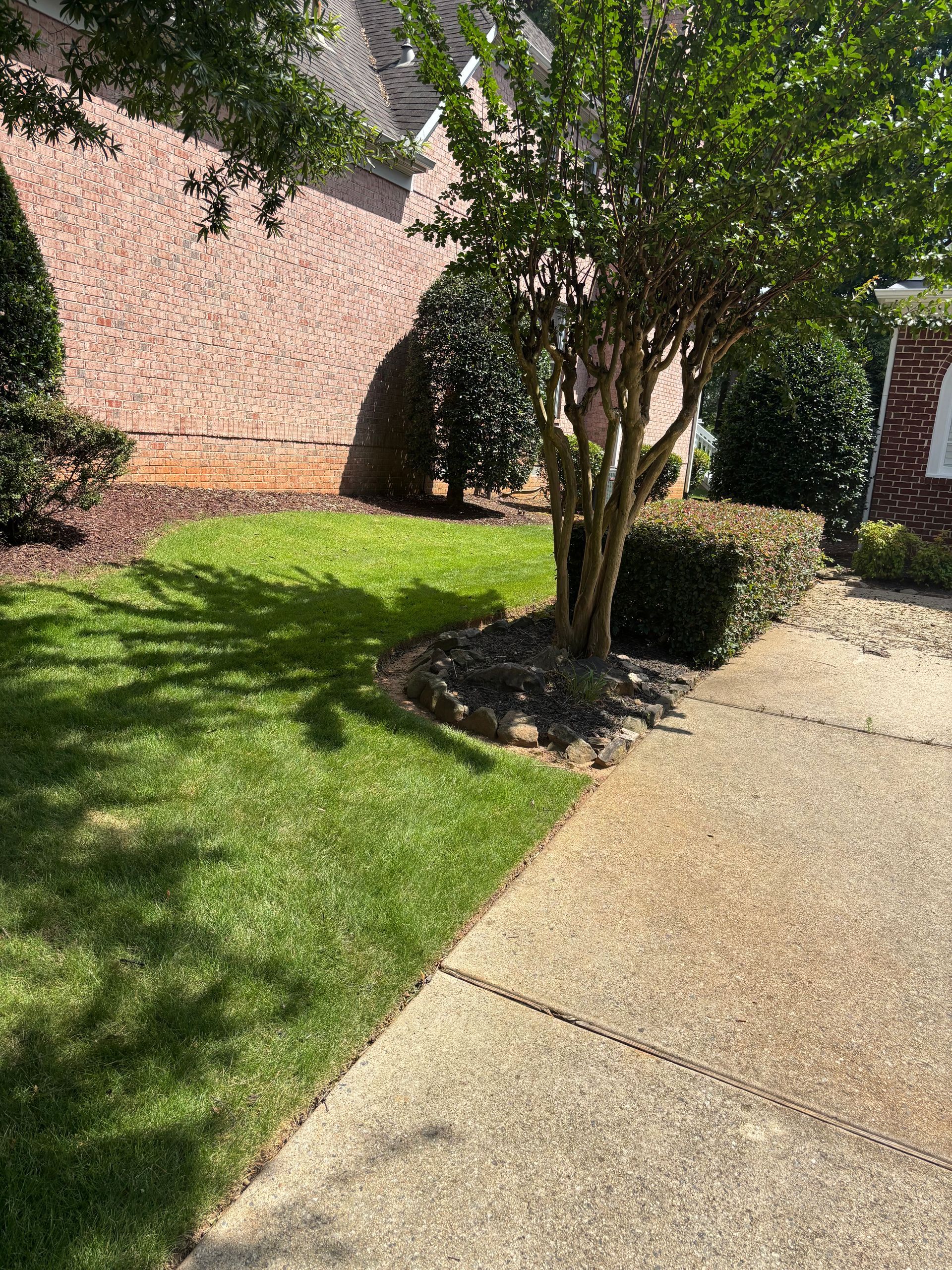 There is a tree in the middle of the yard next to a sidewalk.