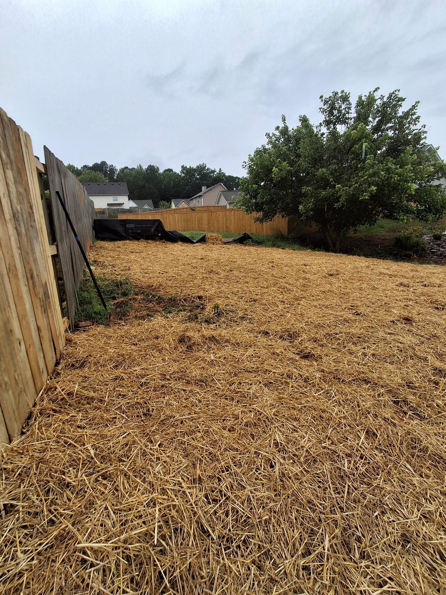 There is a wooden fence in the background and a pile of wood chips in the foreground.