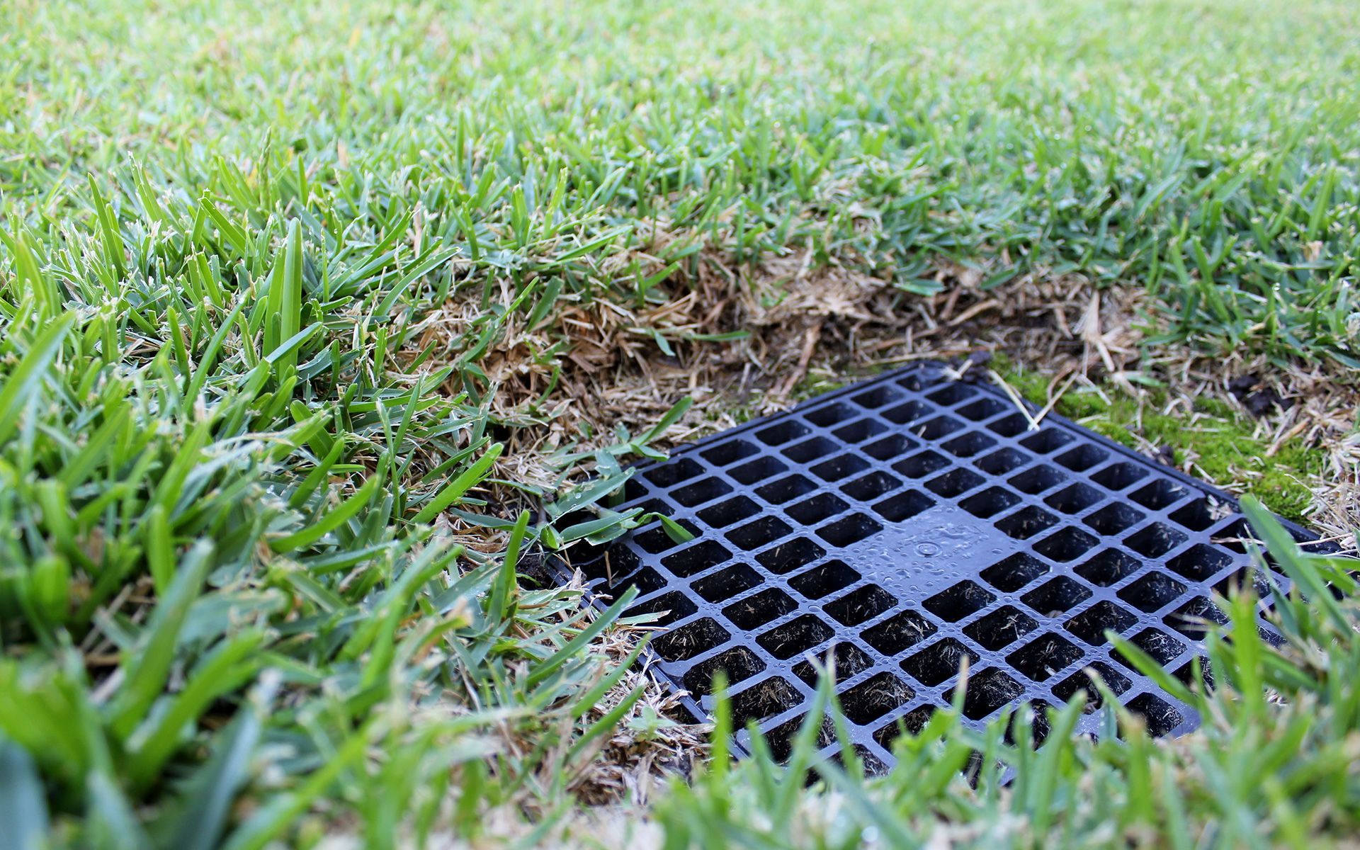 A black drain cover is sitting in the middle of a lush green lawn.