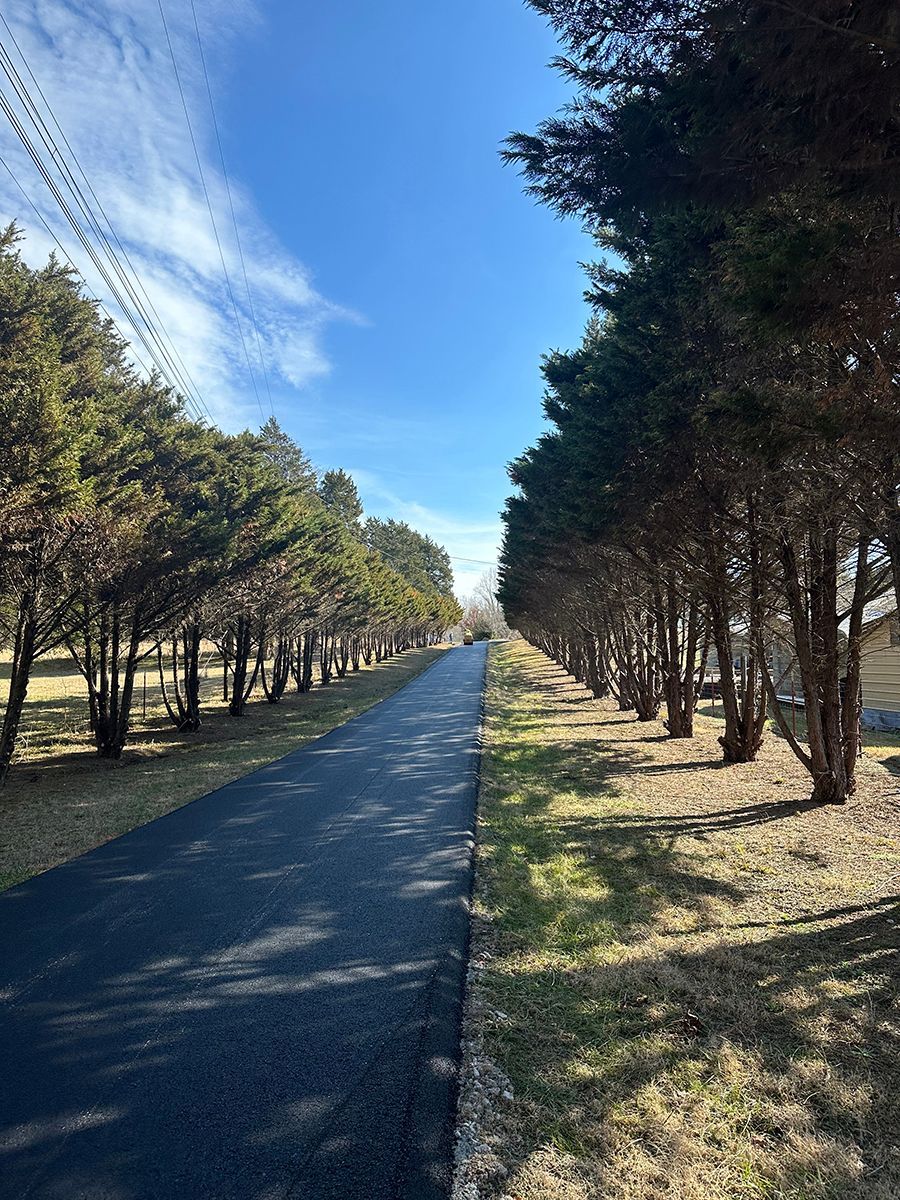trees along a paved road 