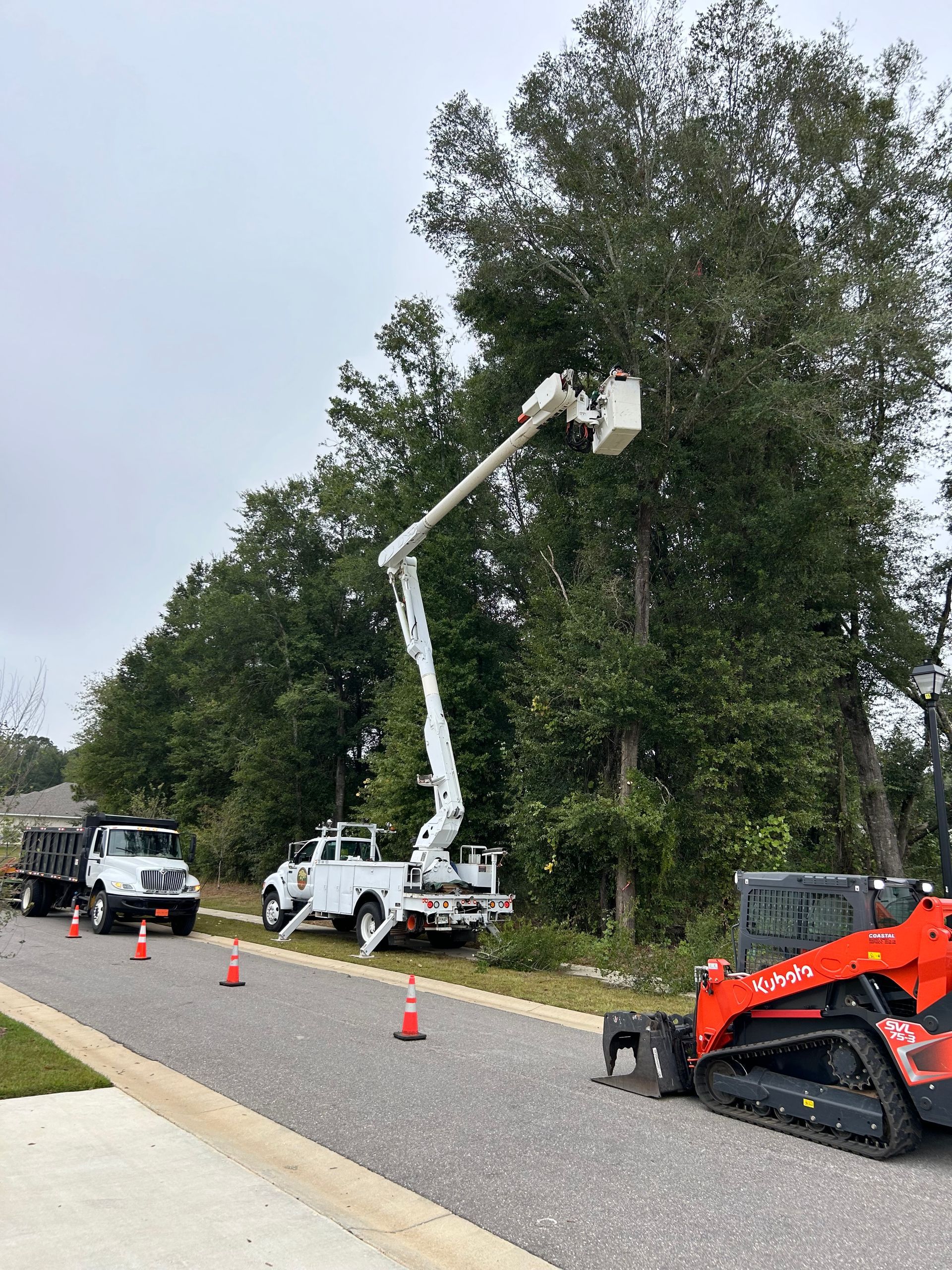 A crane is cutting a tree on the side of the road.