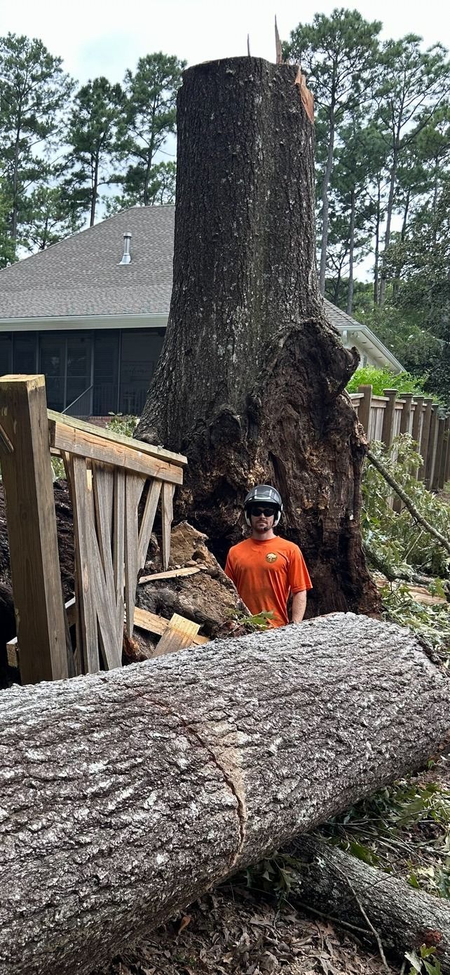 A man is standing next to a large tree stump.