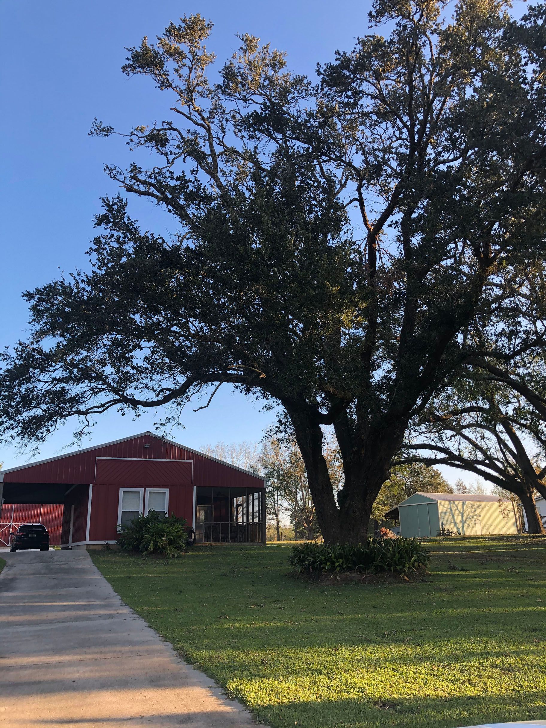 A red house with a large tree in front of it