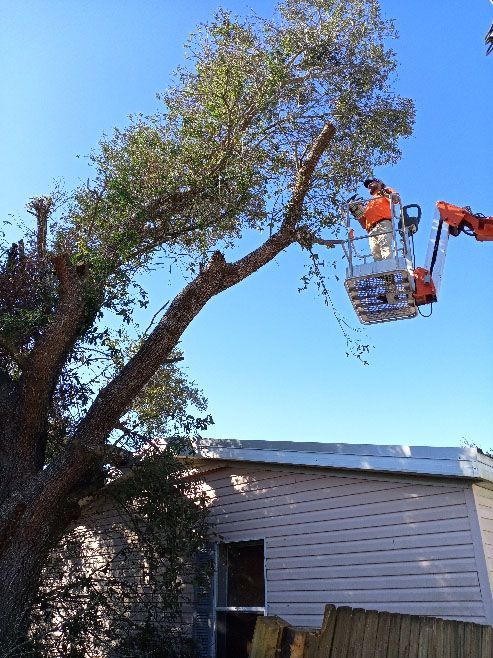 A man in a bucket is cutting a tree branch