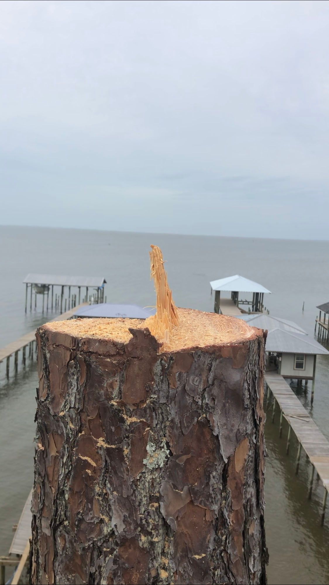 A tree stump is sitting on top of a pier next to the ocean.