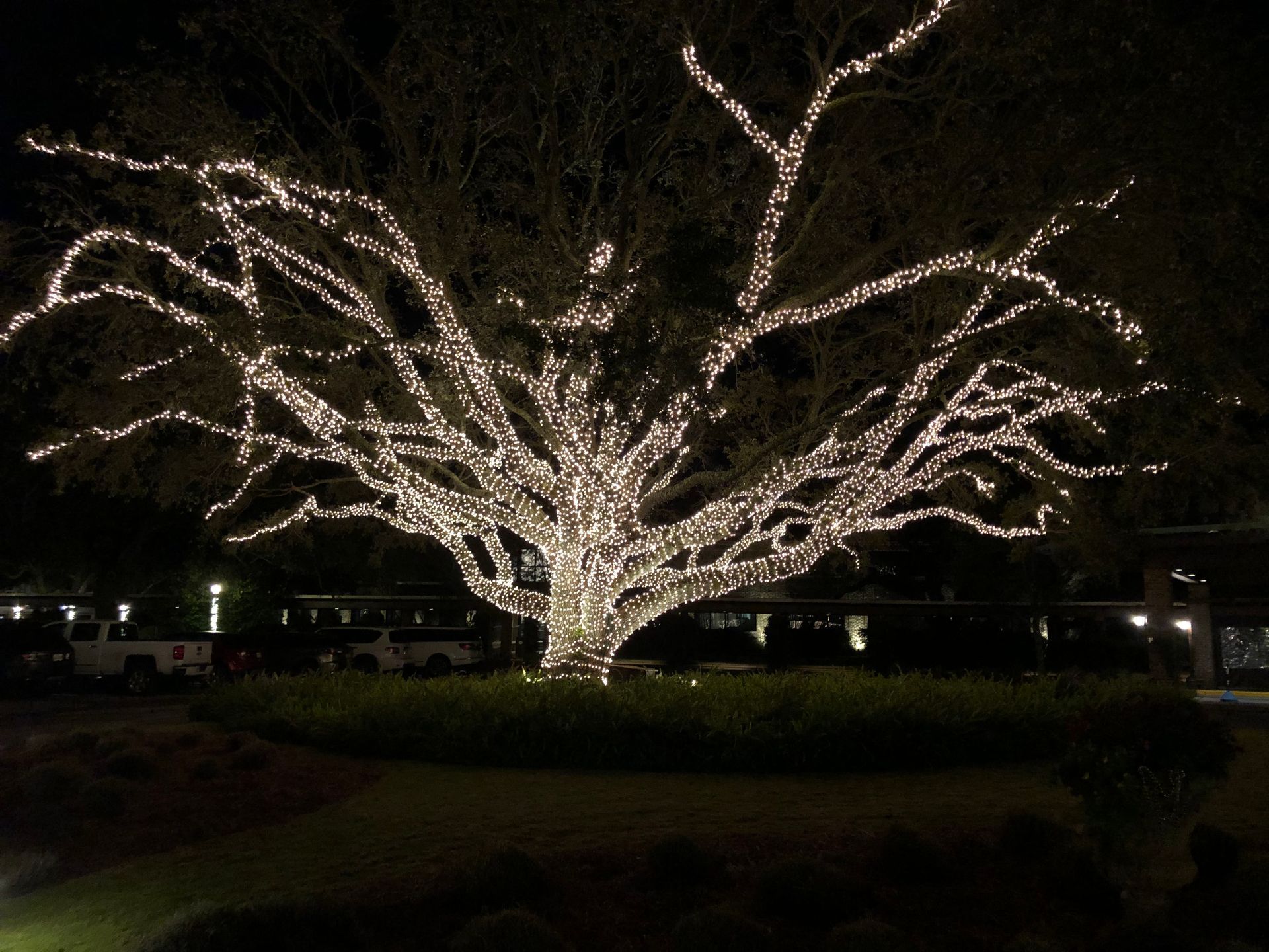 A large tree is lit up with christmas lights at night