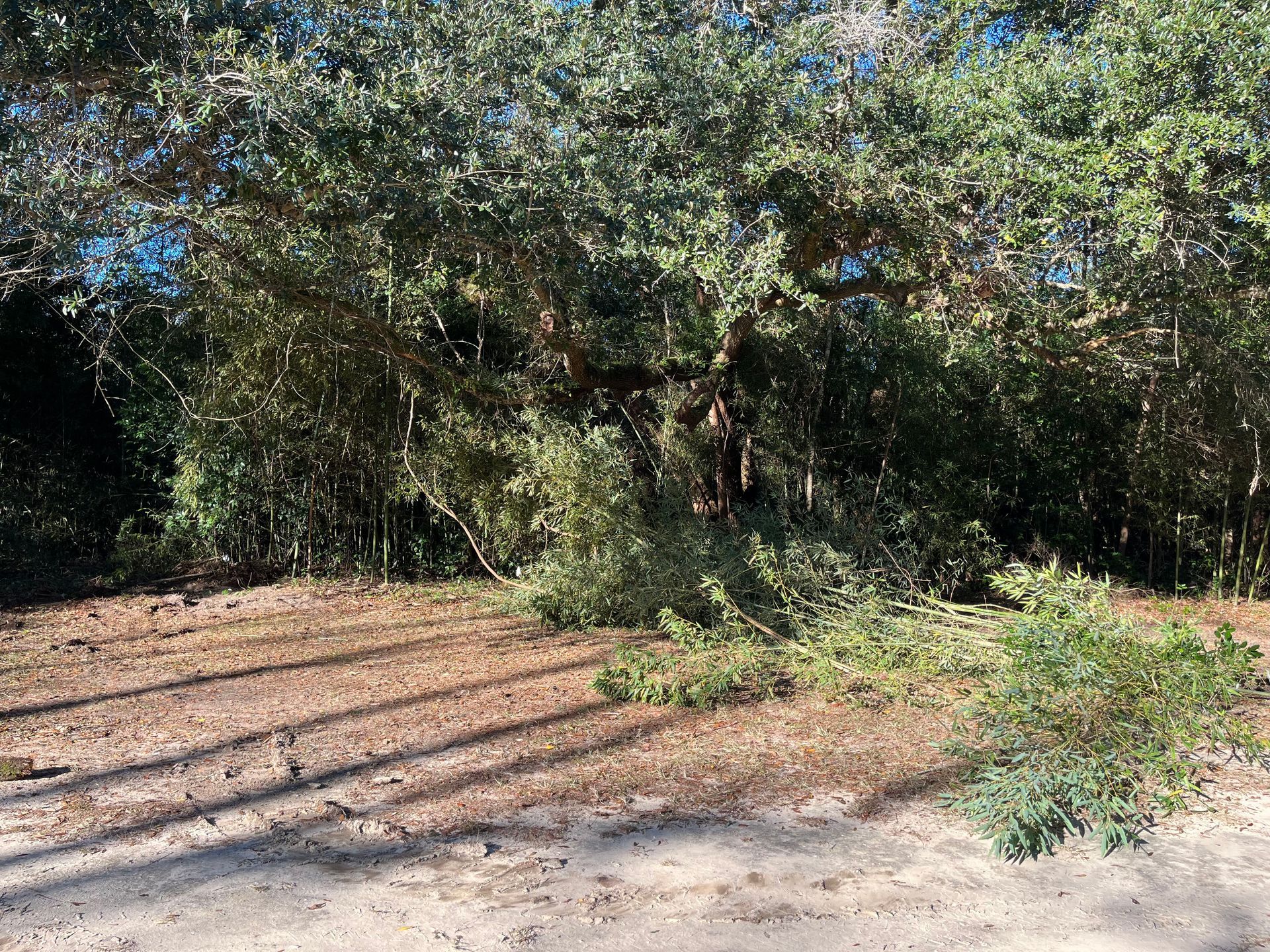 A dirt road surrounded by trees and bushes on a sunny day.