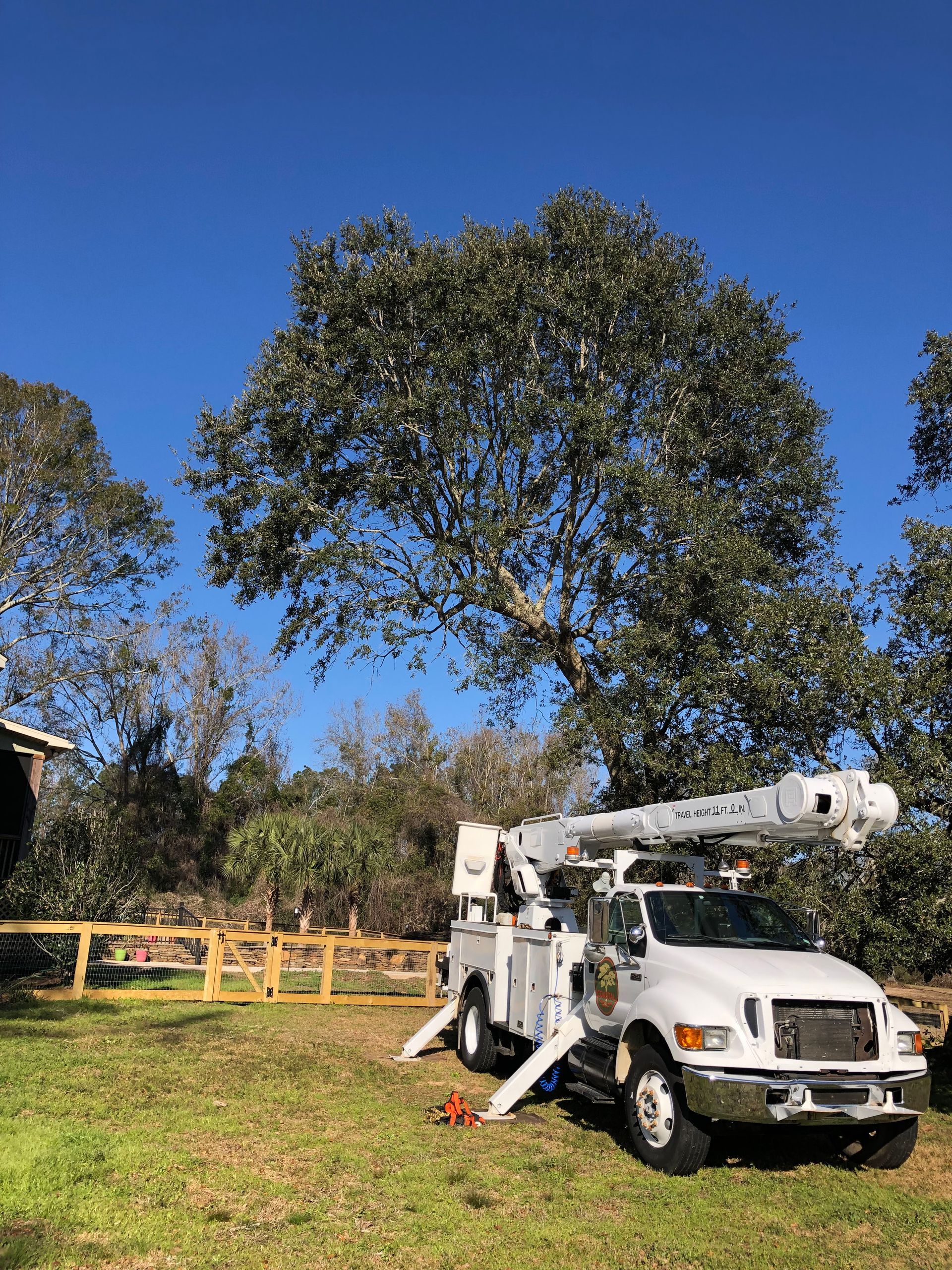 A white truck is parked in a grassy field next to a large tree.