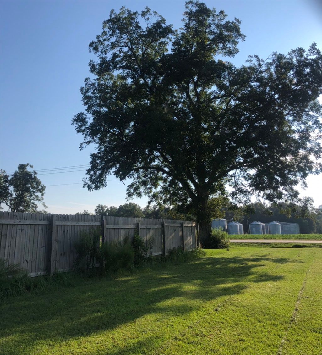 A wooden fence surrounds a lush green field with a tree in the foreground