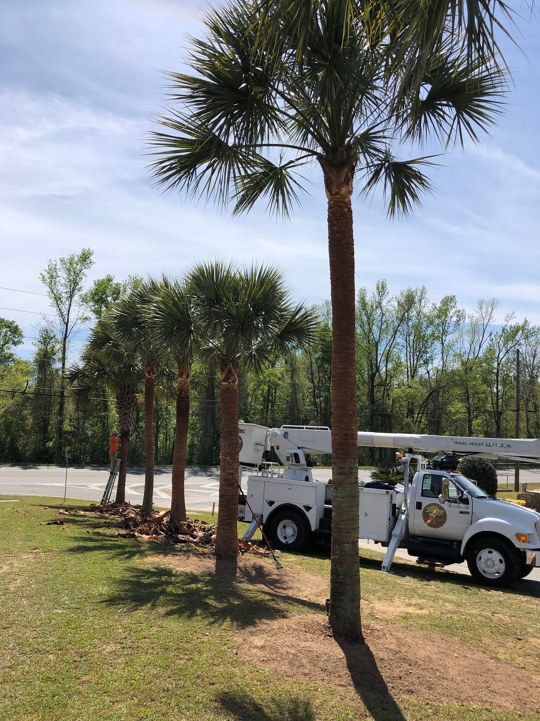 A white truck is parked next to a row of palm trees.