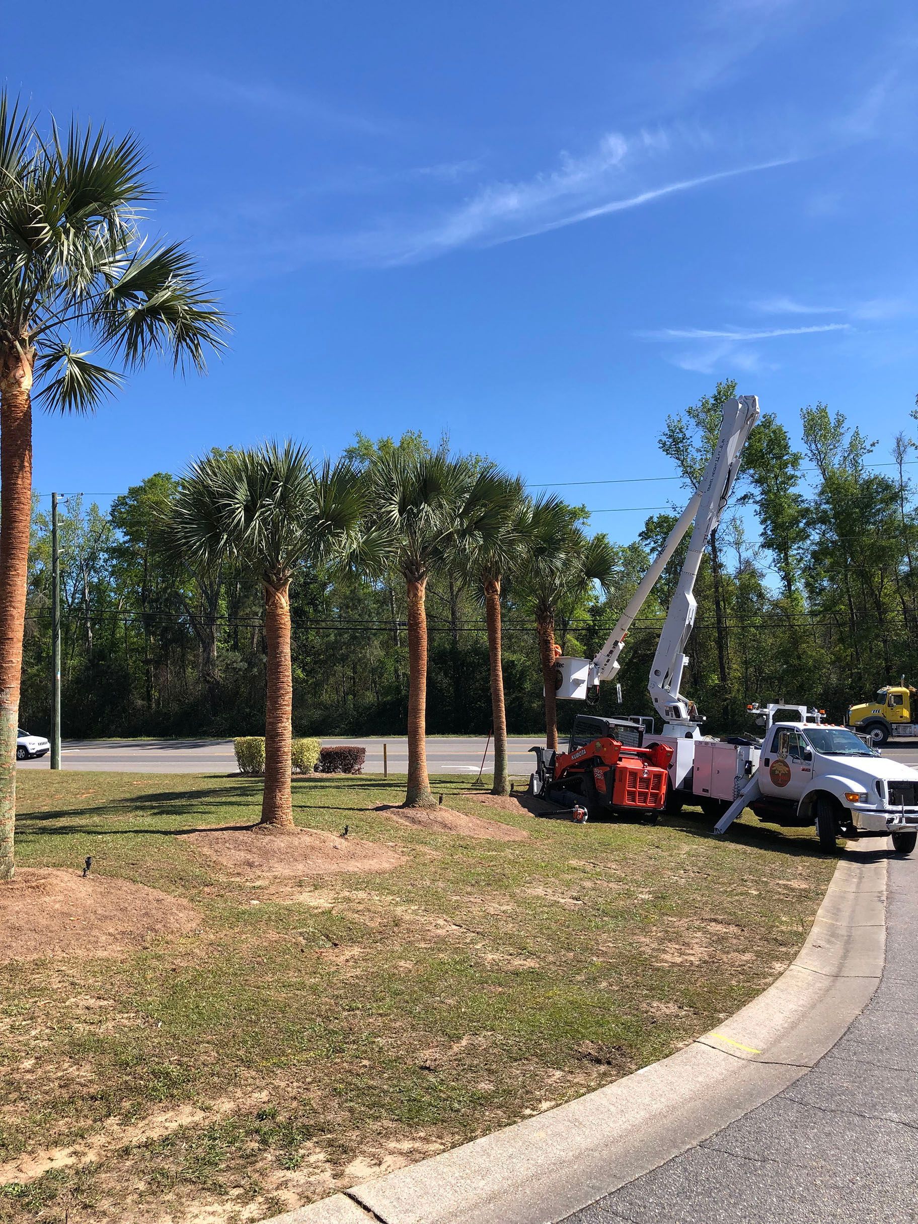 A crane is sitting on the side of the road next to a palm tree.