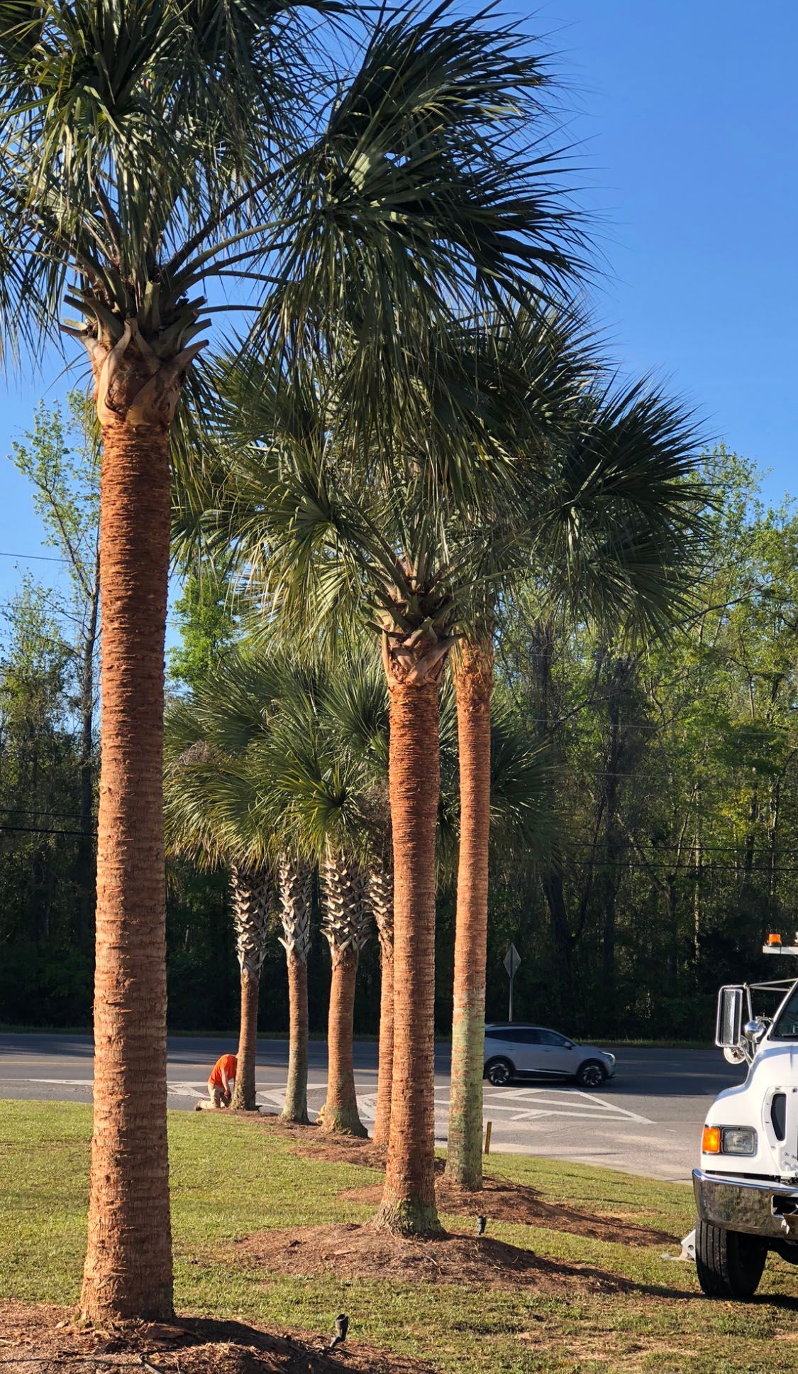 A truck is parked in front of a row of palm trees.
