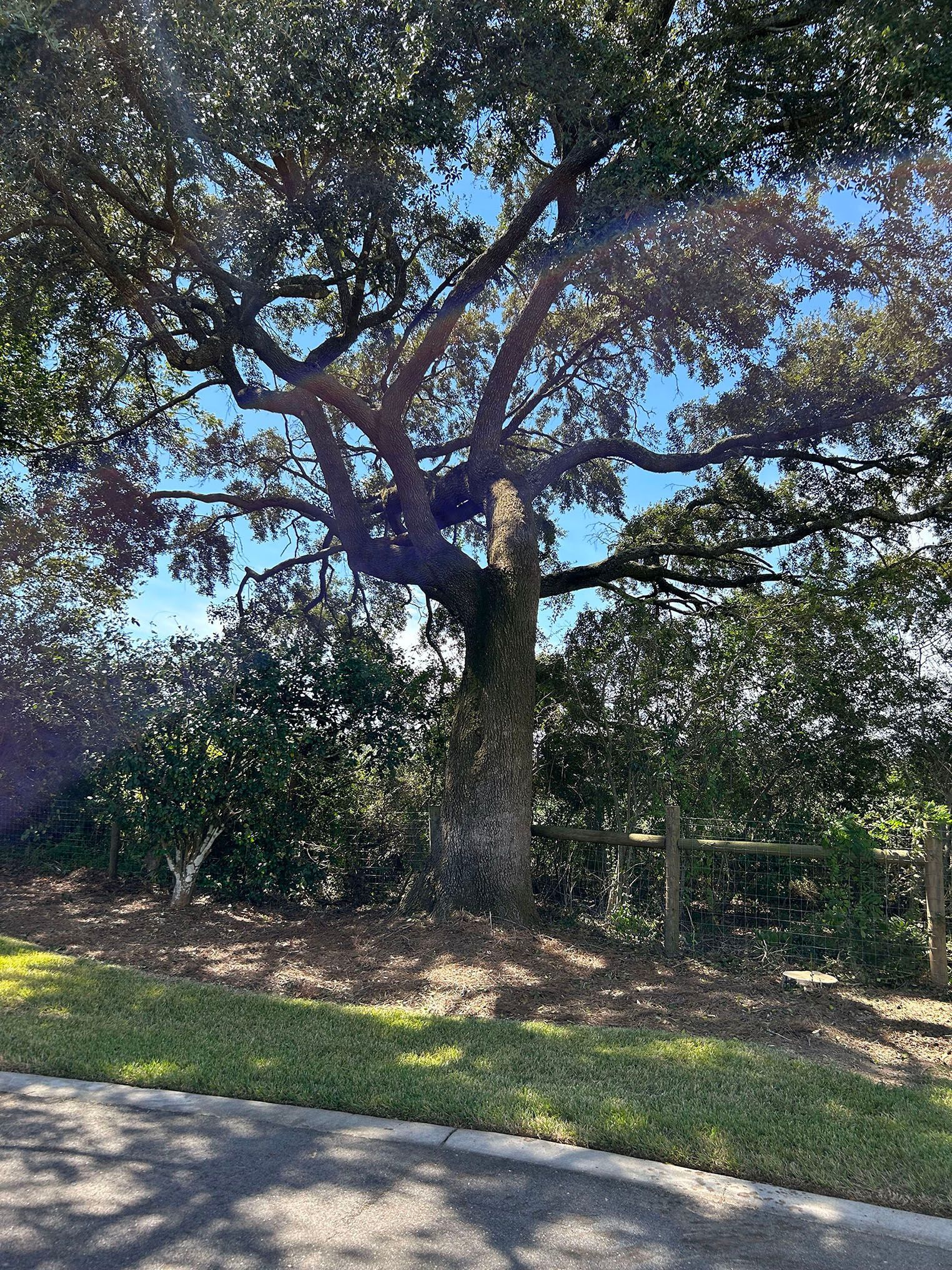 A large tree is sitting on the side of a road.