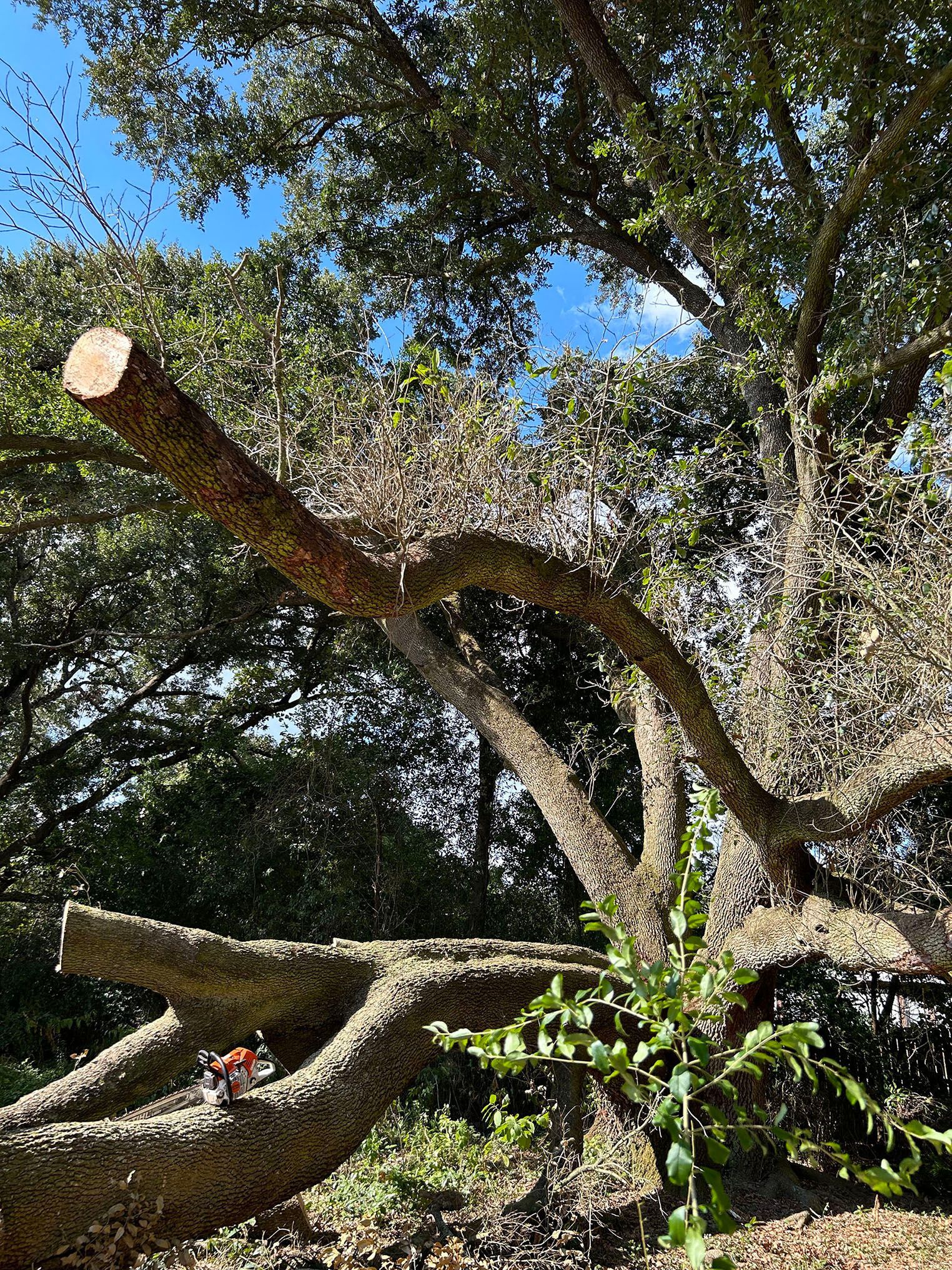 A large tree with a broken branch in the middle of it.