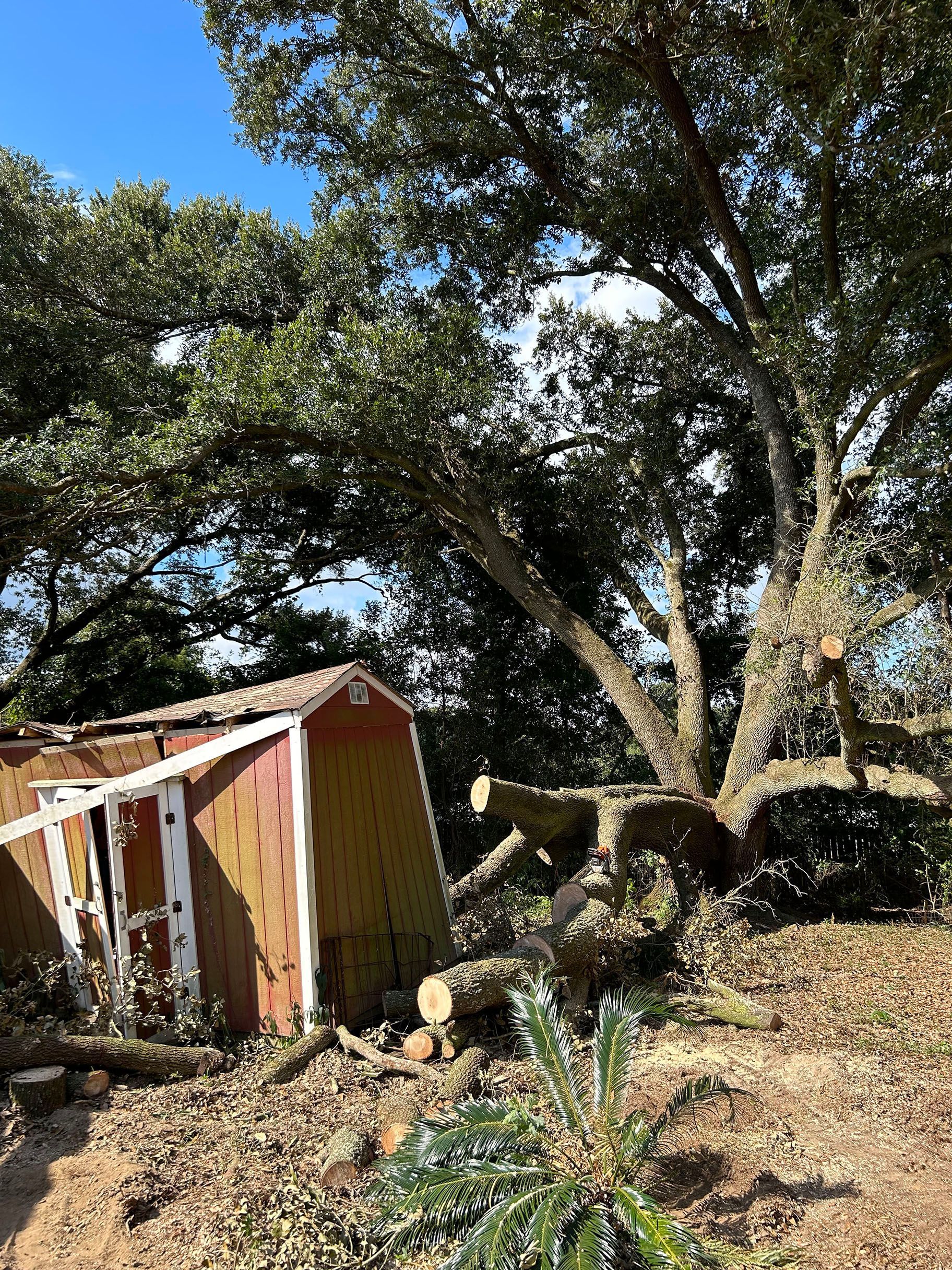 A shed is sitting in the middle of a field next to a tree.