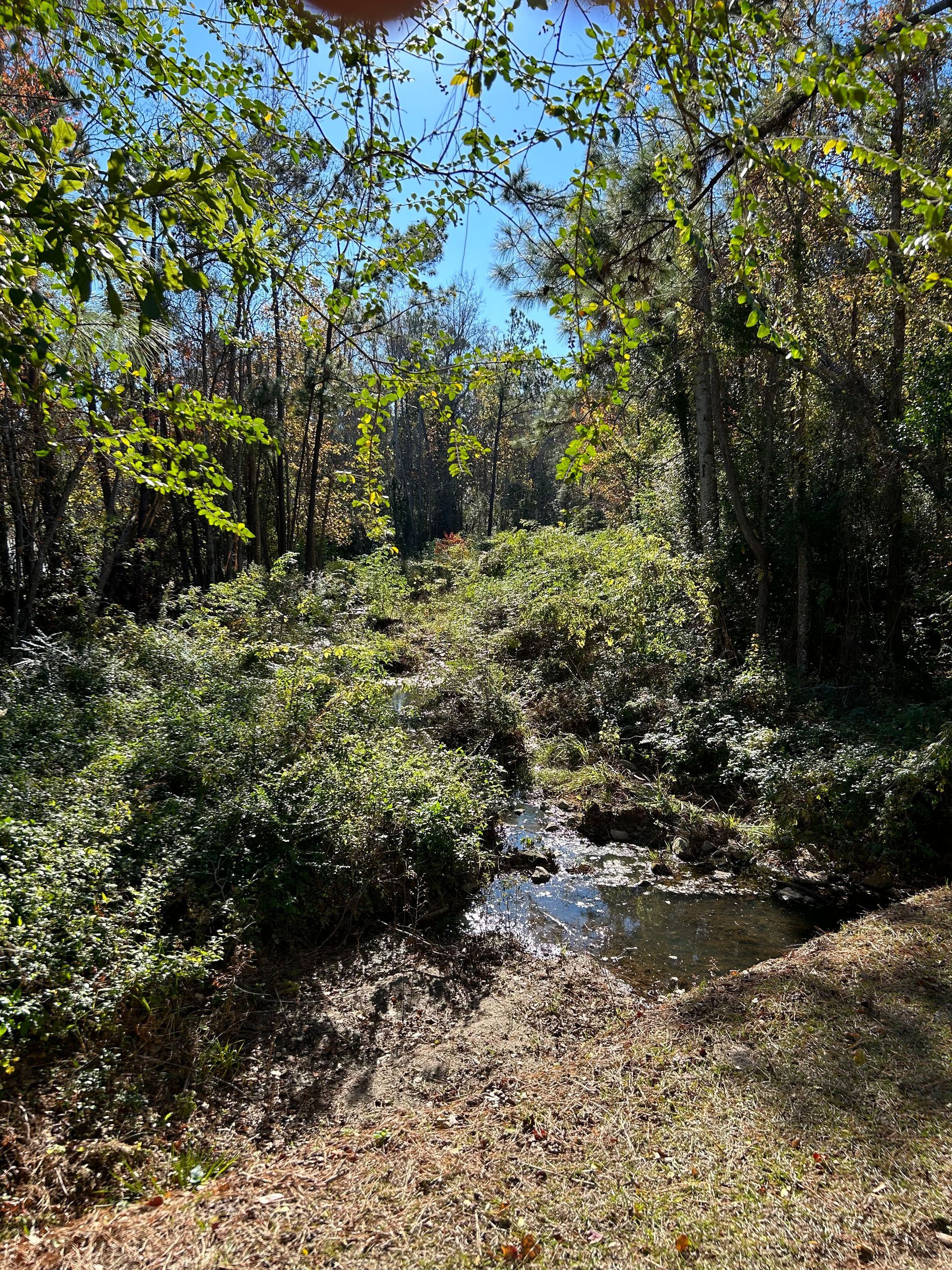A stream running through a lush green forest on a sunny day.