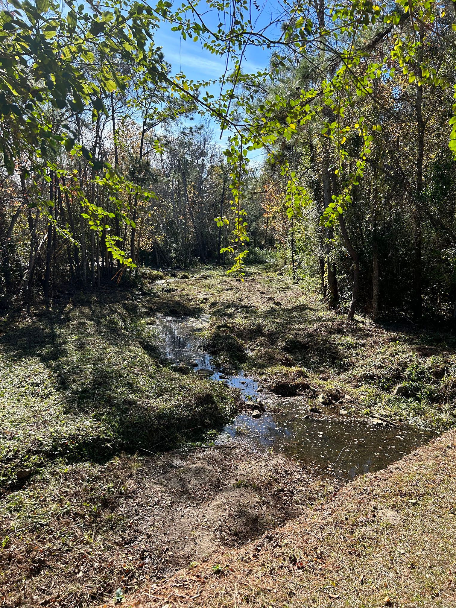 A small stream running through a lush green forest on a sunny day.