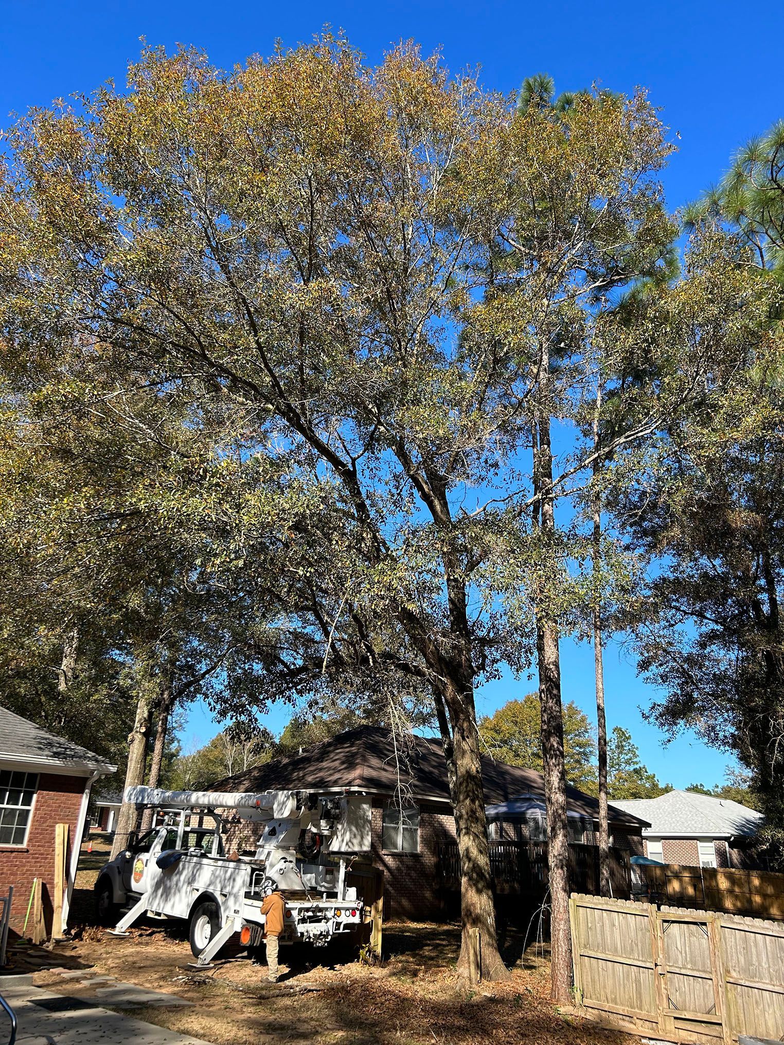 A truck is parked under a tree in front of a house.