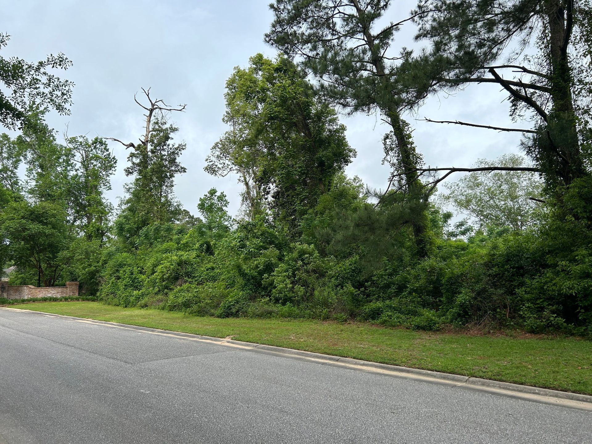 A road with a lot of trees on the side of it