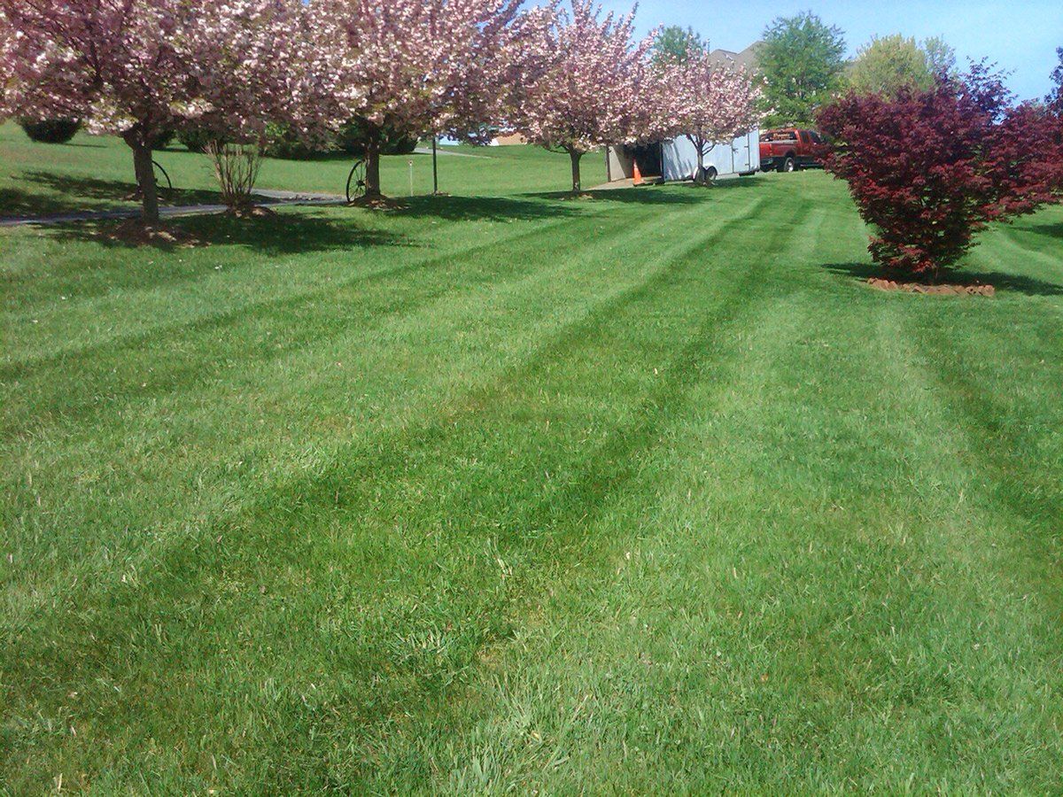 Lawn