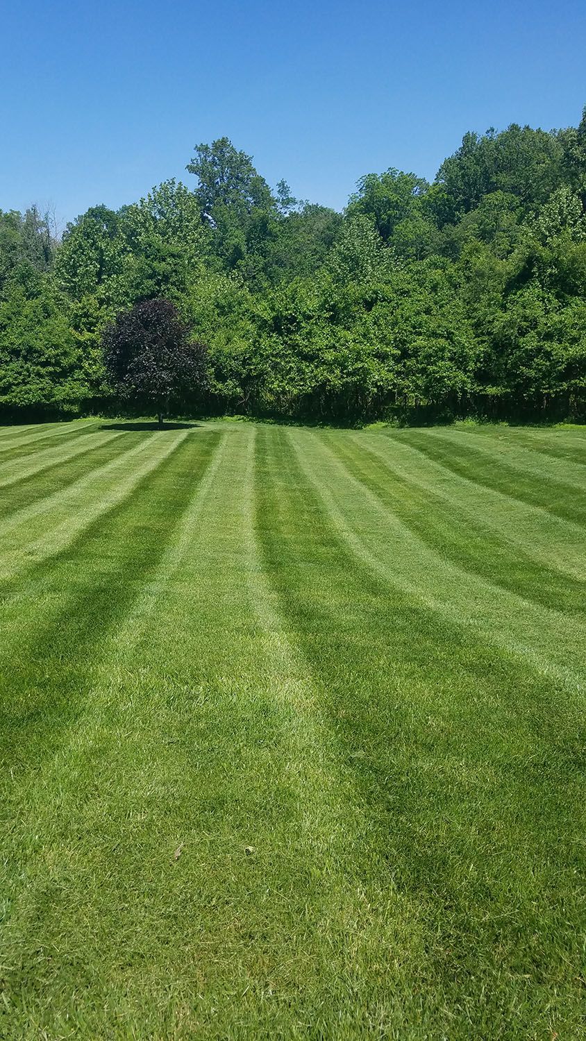 Wide empty space with carefully maintained lawn