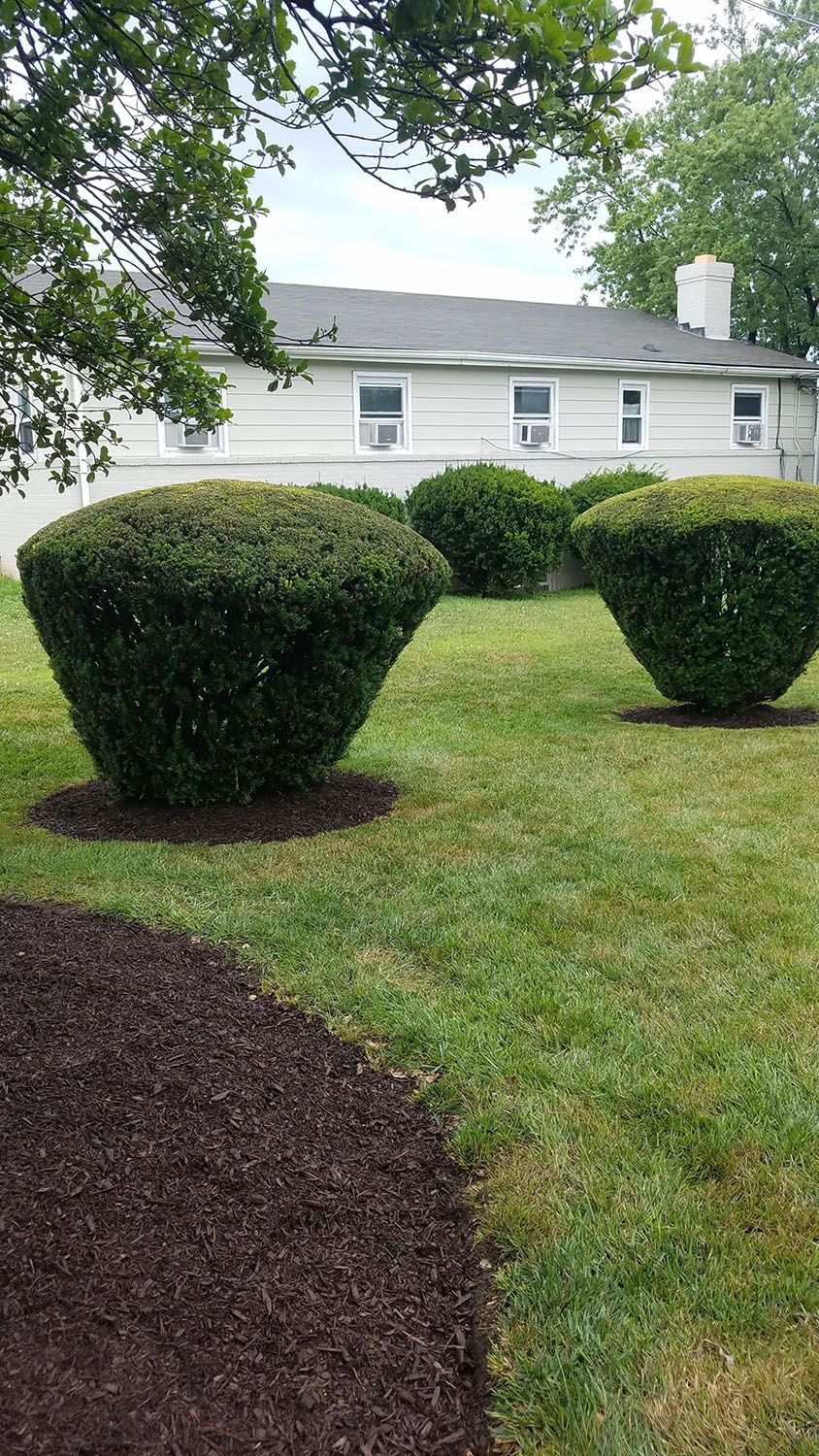 Backyard with a carefully maintained lawn