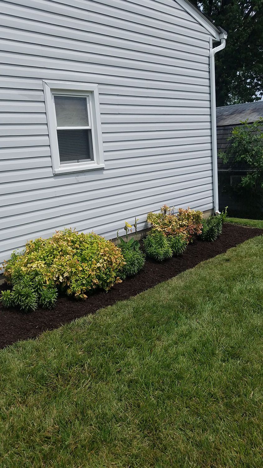 Nice backyard plants