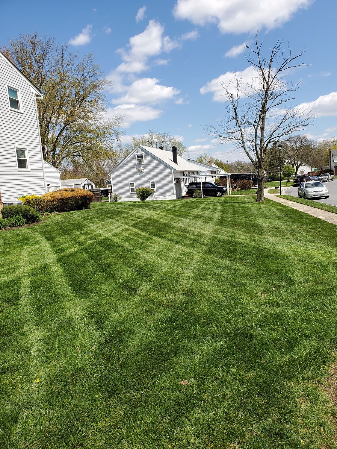Front lawn with a carefully maintained lawn