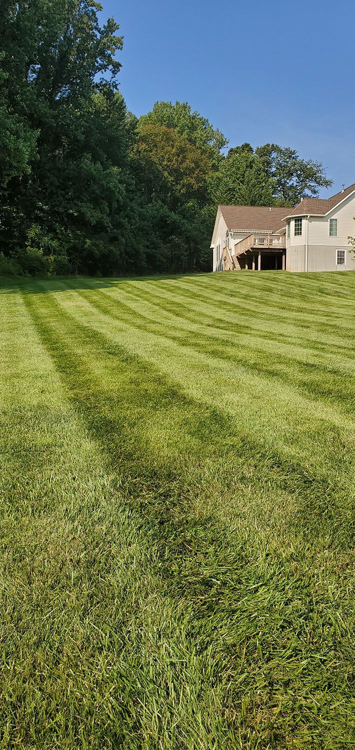 Front lawn with a carefully maintained lawn