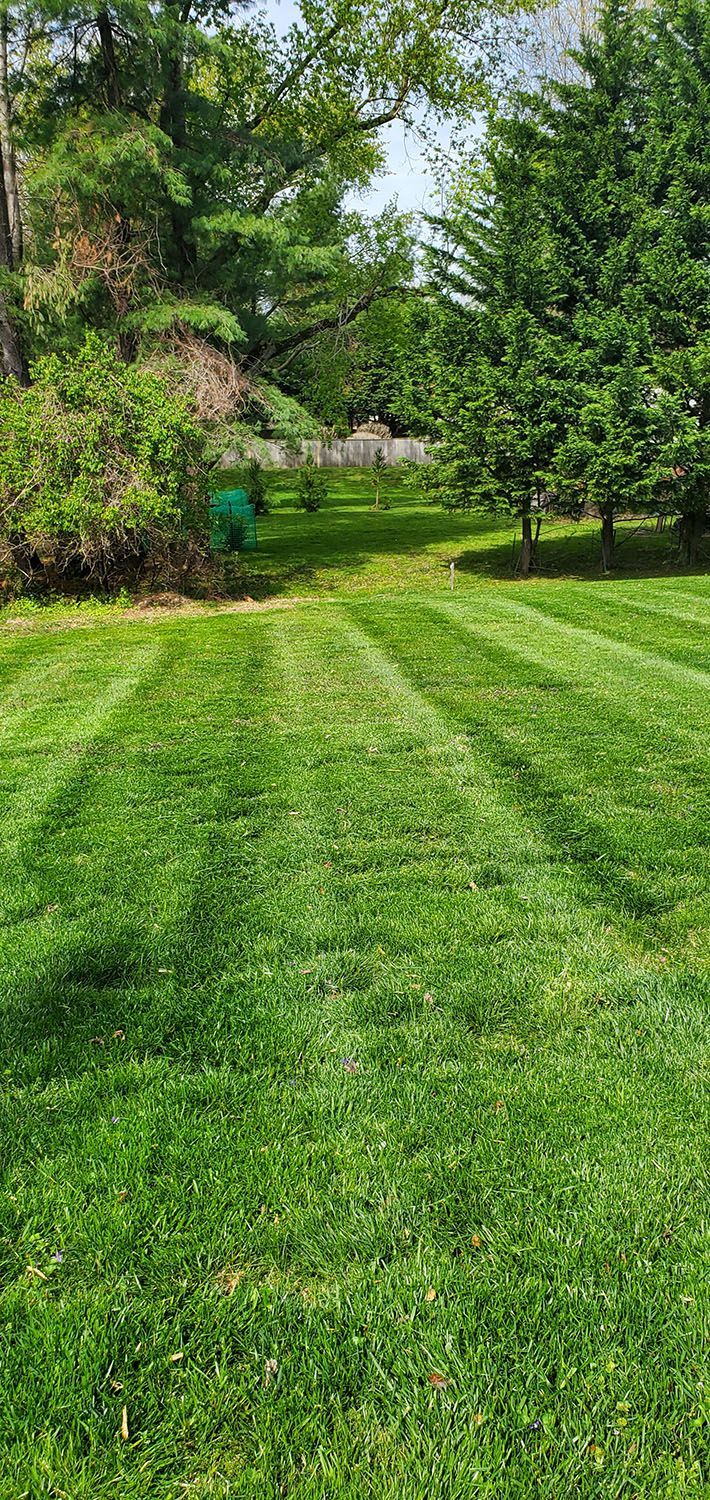 Front lawn with a carefully maintained lawn