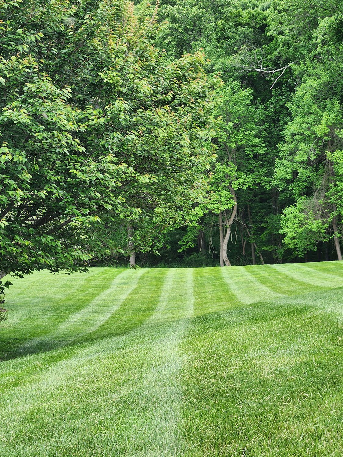 Beautiful and spacious lawn