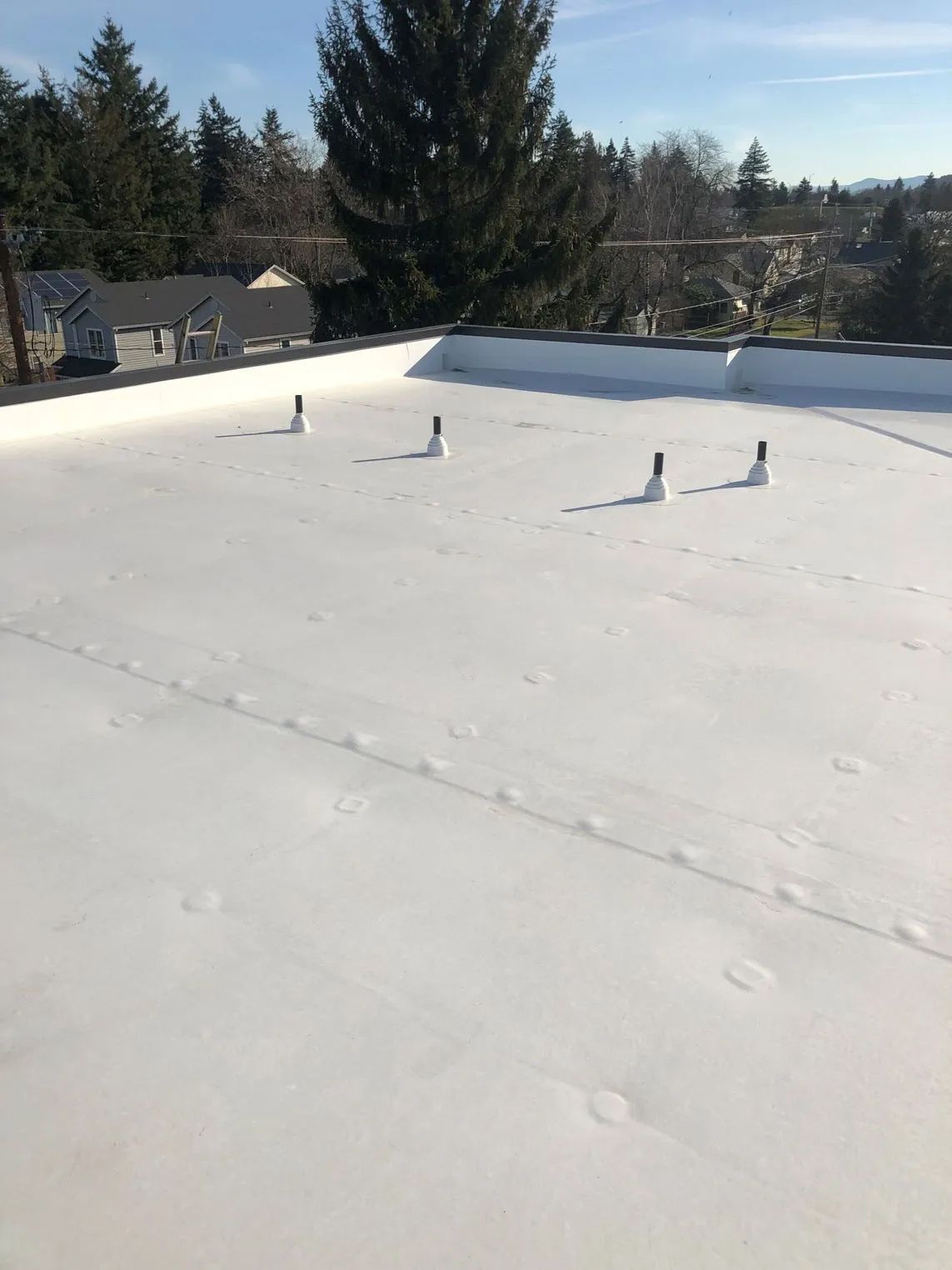 Snow-covered backyard with footprints, fence posts, and tall evergreen trees in sunlight
