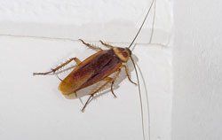 American Cockroach