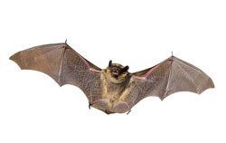 Bat
