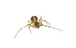 Brown Recluse