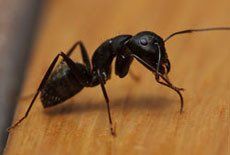 Carpenter Ant