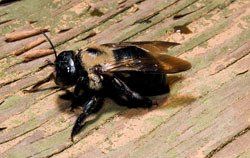 Carpenter Bee
