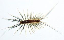 House Centipede