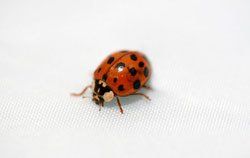 Ladybug
