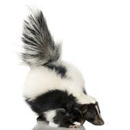 Skunk