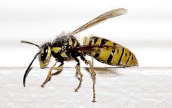 Wasp